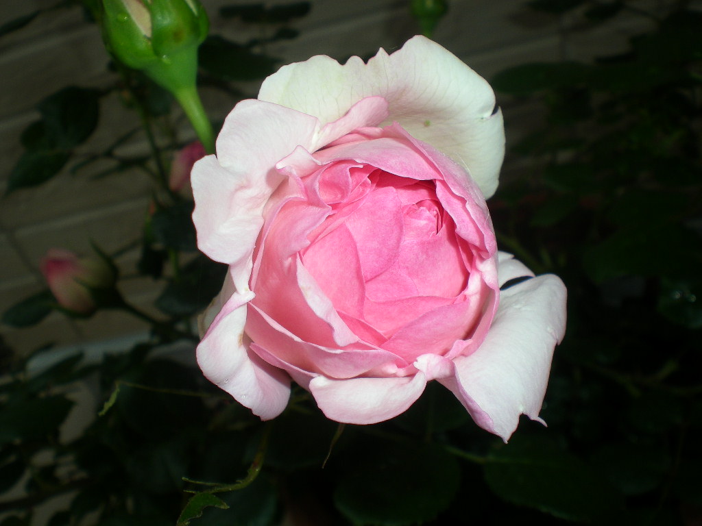 2009年5月19日(火)ゴージャスな薔薇風呂!!!_f0060461_20464234.jpg