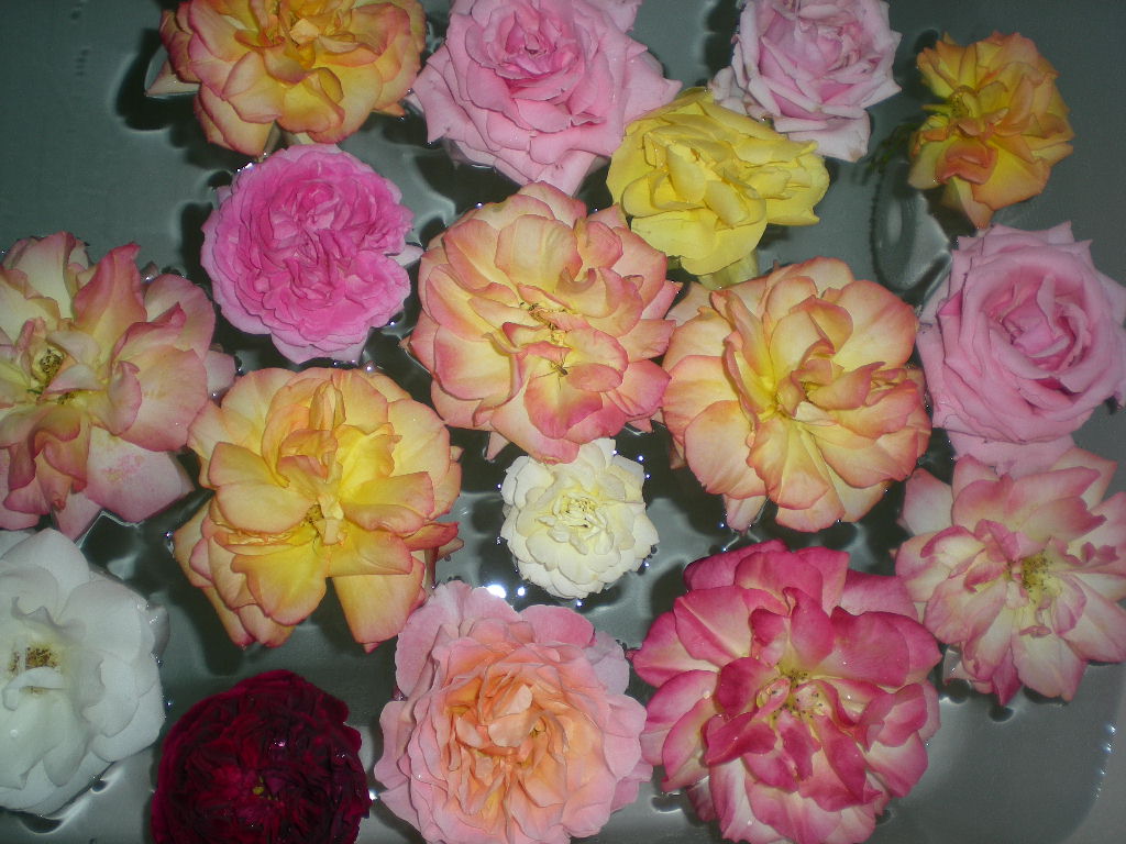 2009年5月19日(火)ゴージャスな薔薇風呂!!!_f0060461_20522916.jpg