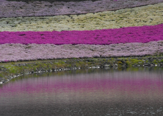 趣味の写真・・・富士芝桜まつり　　本栖湖_b0105374_8111485.jpg