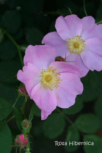 Rosa Hibernica_b0175678_16314395.jpg