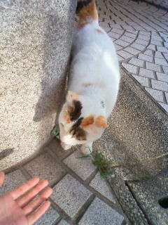 猫とふれあう_b0117785_11321086.jpg