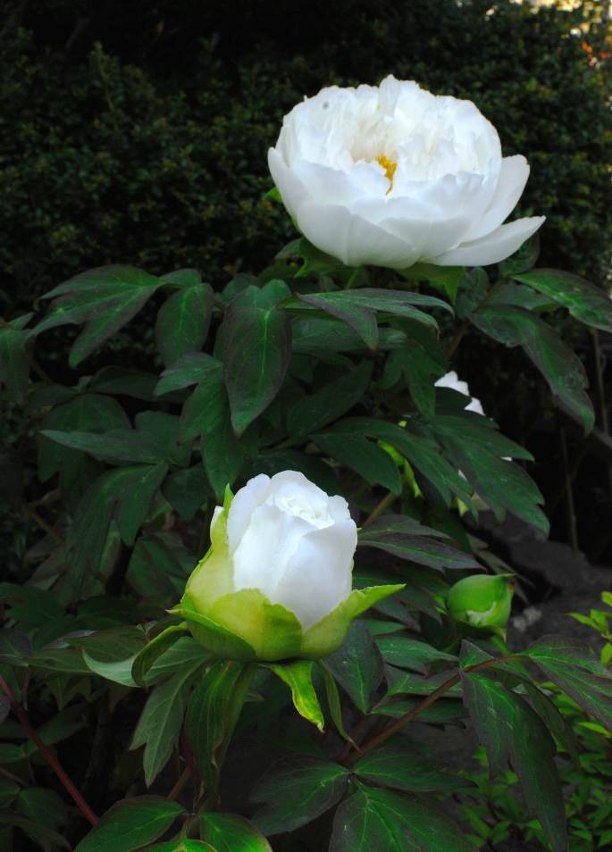 立てば 芍薬 座れば 牡丹 白牡丹 写真 放浪記 立てば 芍薬 座れば 牡丹 白牡丹 写真 放浪記