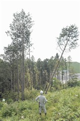 富士山静岡空港、立ち木の伐採～最後はひのき(最終的に179本)_c0160488_1371313.jpg