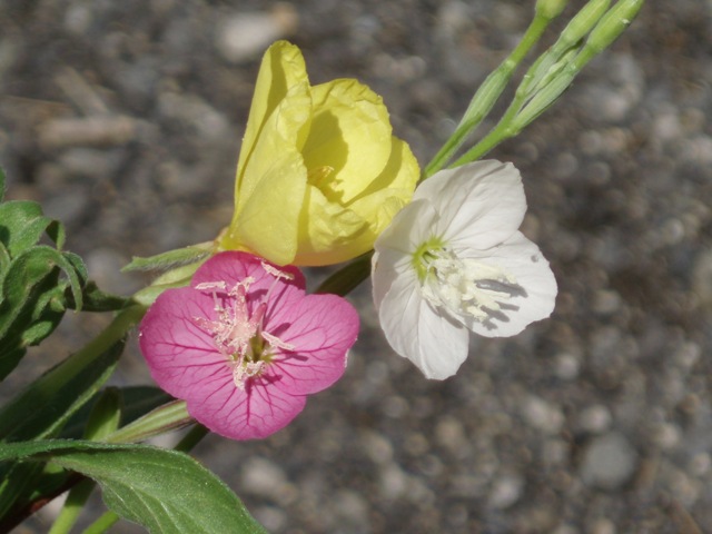f0181295_18214770.jpg