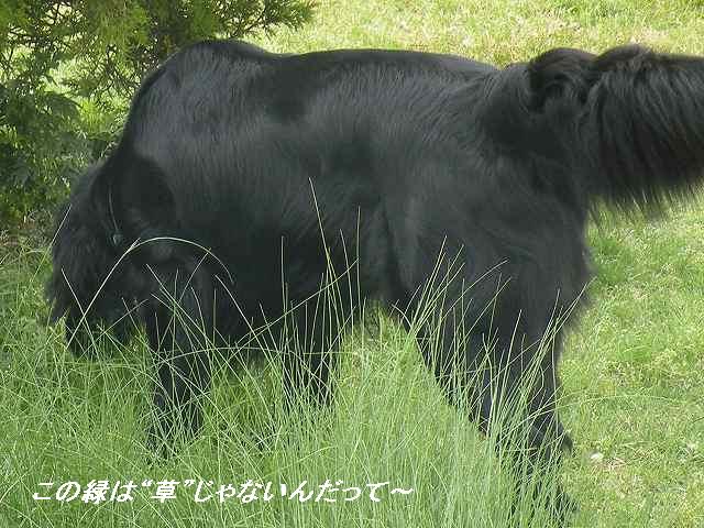 f0176499_18491576.jpg