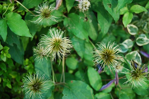 c0124100_16322136.jpg