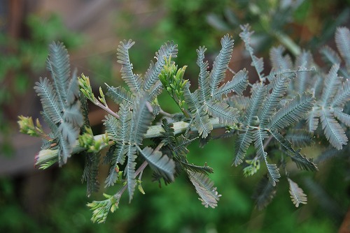 c0124100_16351623.jpg