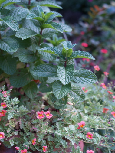 花の香りに包まれて_e0089001_2033982.jpg