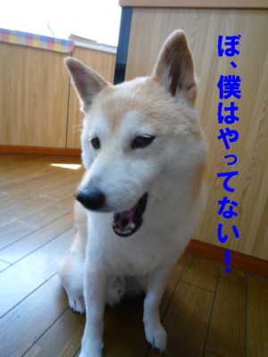 柴犬サスペンス劇場_e0131506_0485948.jpg