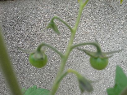 c0149408_11493752.jpg