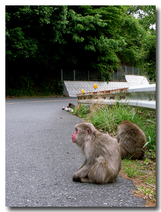 本日も懲りずに能勢　2009.5.20の日記_c0188008_14464136.jpg