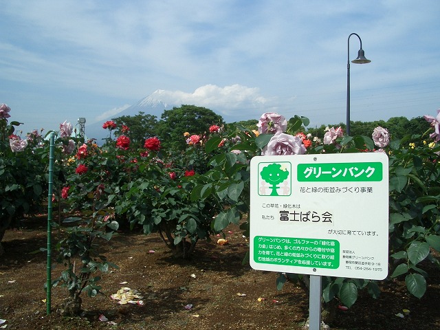 富士市は「バラのまち」です!_f0141310_2101597.jpg
