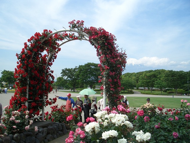富士市は「バラのまち」です!_f0141310_2102880.jpg
