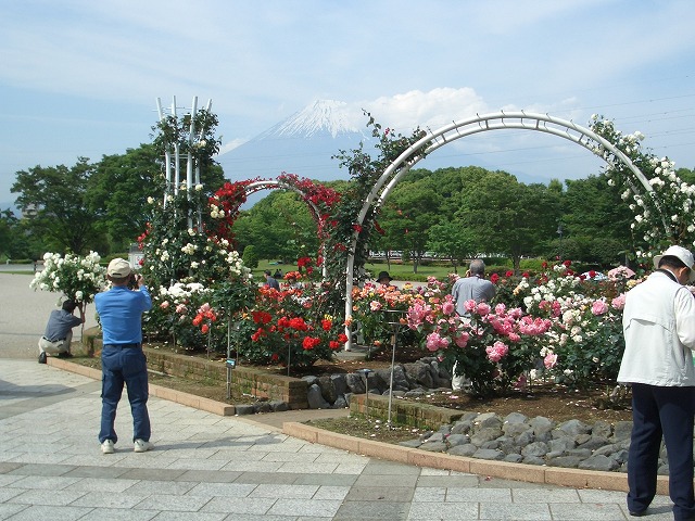 富士市は「バラのまち」です!_f0141310_210446.jpg
