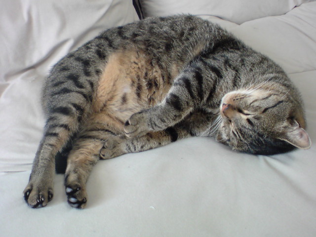 寝ているあずき猫 : 趣味三昧