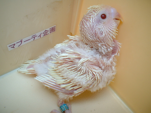 羽衣クレミノ 赤目 セキセイインコ全般繁殖販売 マブーティ企画 最新情報 23都法研 第 ｂ０００３２３号 法定研修済
