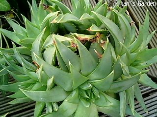 Aloe_b0099813_225240.jpg