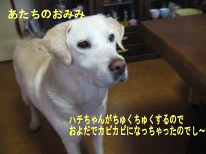 引退犬ラミウムに会いたくて_b0008217_17524049.jpg