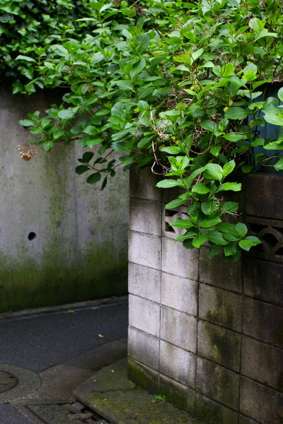 南品川界隈・路地の風景その２_b0053019_21355275.jpg