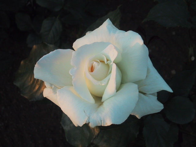 バラの花 薔薇という漢字は 書けないっ Cafe Wyez バラの花 薔薇という漢字は 書けないっ Cafe Wyez