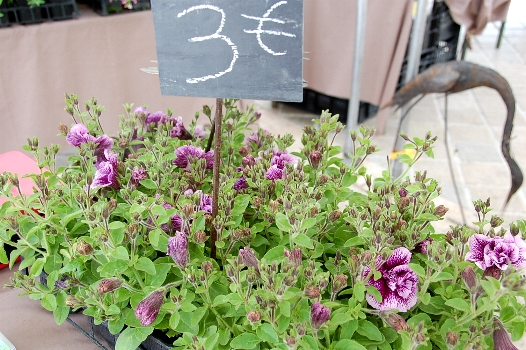 サンジェルマン・アン・レの広場で花市 @ Place de Marché_f0095128_171150.jpg