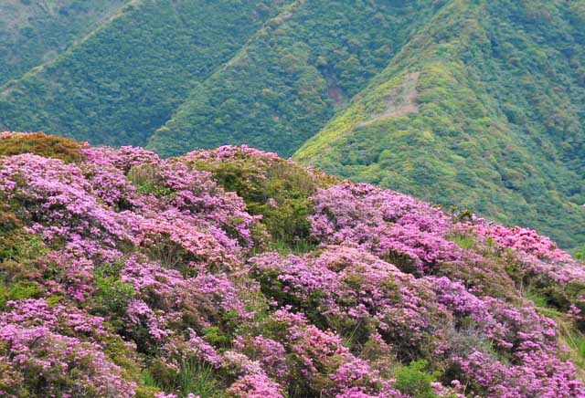 2009/5/20　阿蘇山頂のミヤマキリシマ_c0132230_2251037.jpg