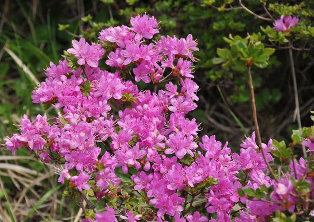 2009/5/20　阿蘇山頂のミヤマキリシマ_c0132230_226143.jpg