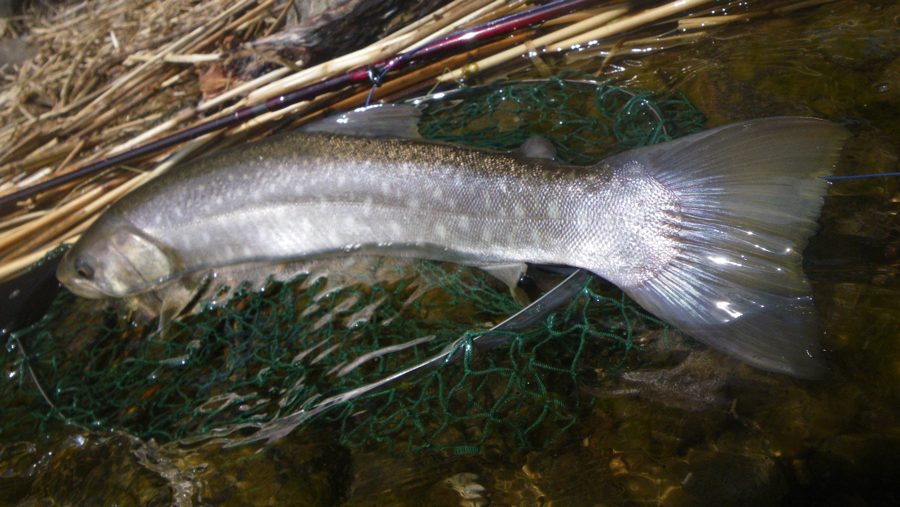 f0122232_1239438.jpg