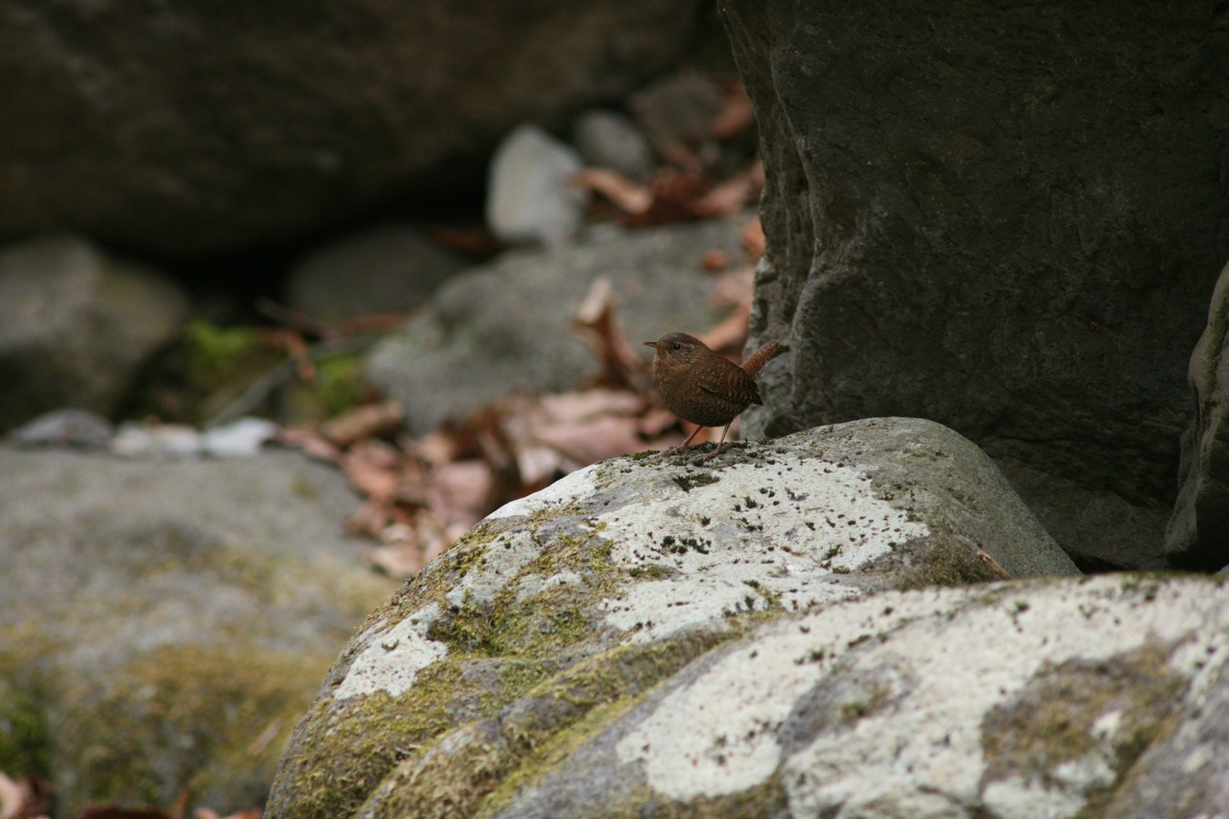 e0154134_5503772.jpg