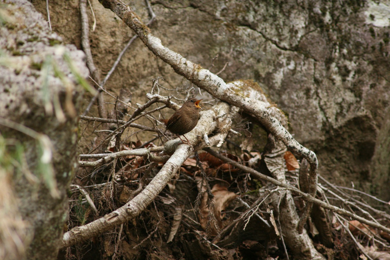 e0154134_55186.jpg