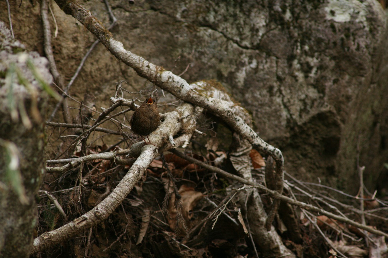 e0154134_5521162.jpg