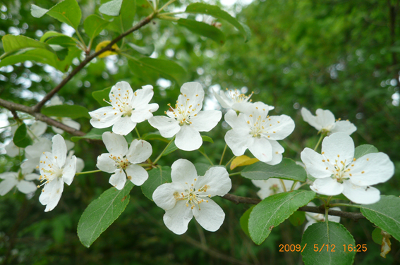 すべての美しい花の画像 最高かつ最も包括的な春 白い花 木