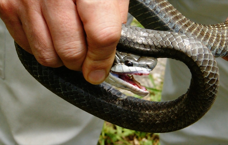 Cat and Rat Snake_b0060239_2245776.jpg