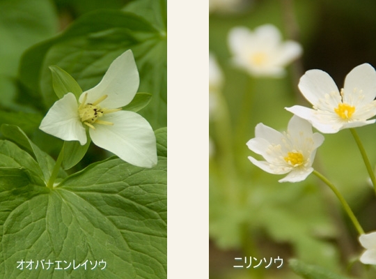 男山自然公園の花と木_a0112747_2123457.jpg