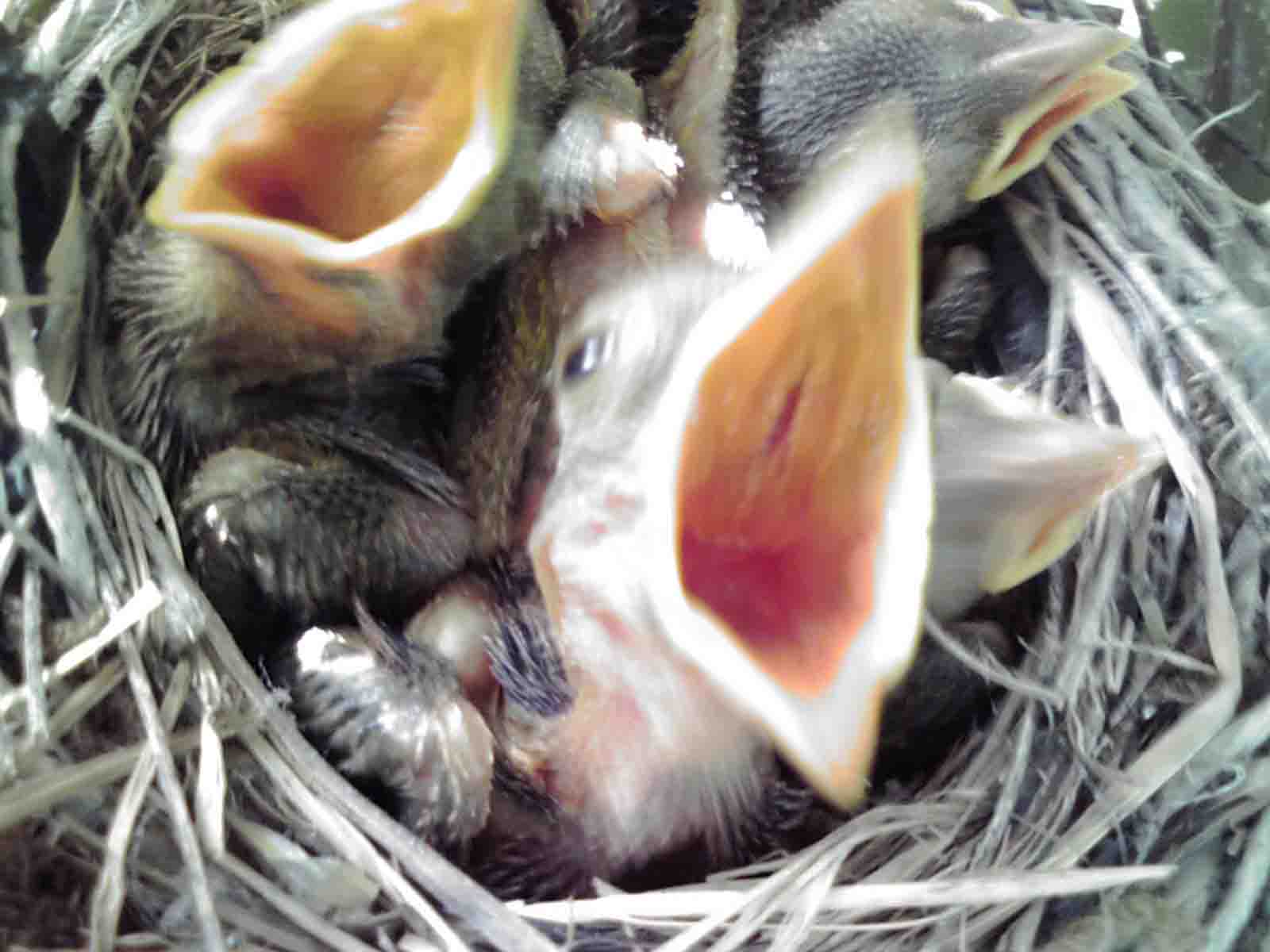 梨の木に鳥の巣 山帰来 Sankirai 梨の木に鳥の巣 山帰来 Sankirai