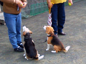 b0005652_20445784.gif
