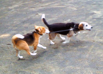 b0005652_2046144.gif