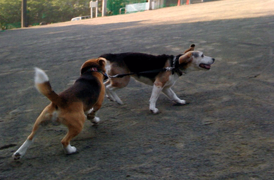 b0005652_20475927.gif