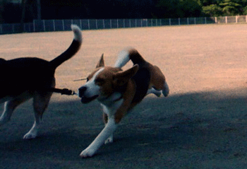 b0005652_2051986.gif