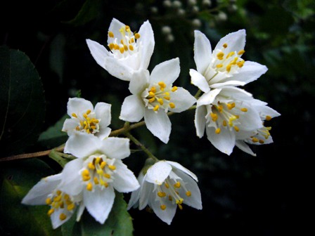 最高卯の花 花 言葉 美しい花の画像