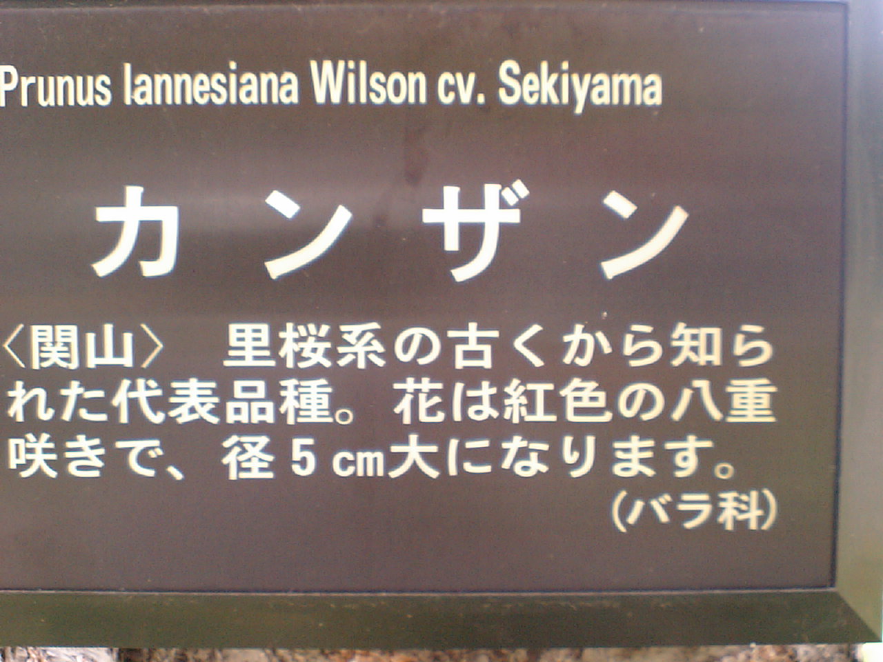 d0098665_1713388.jpg