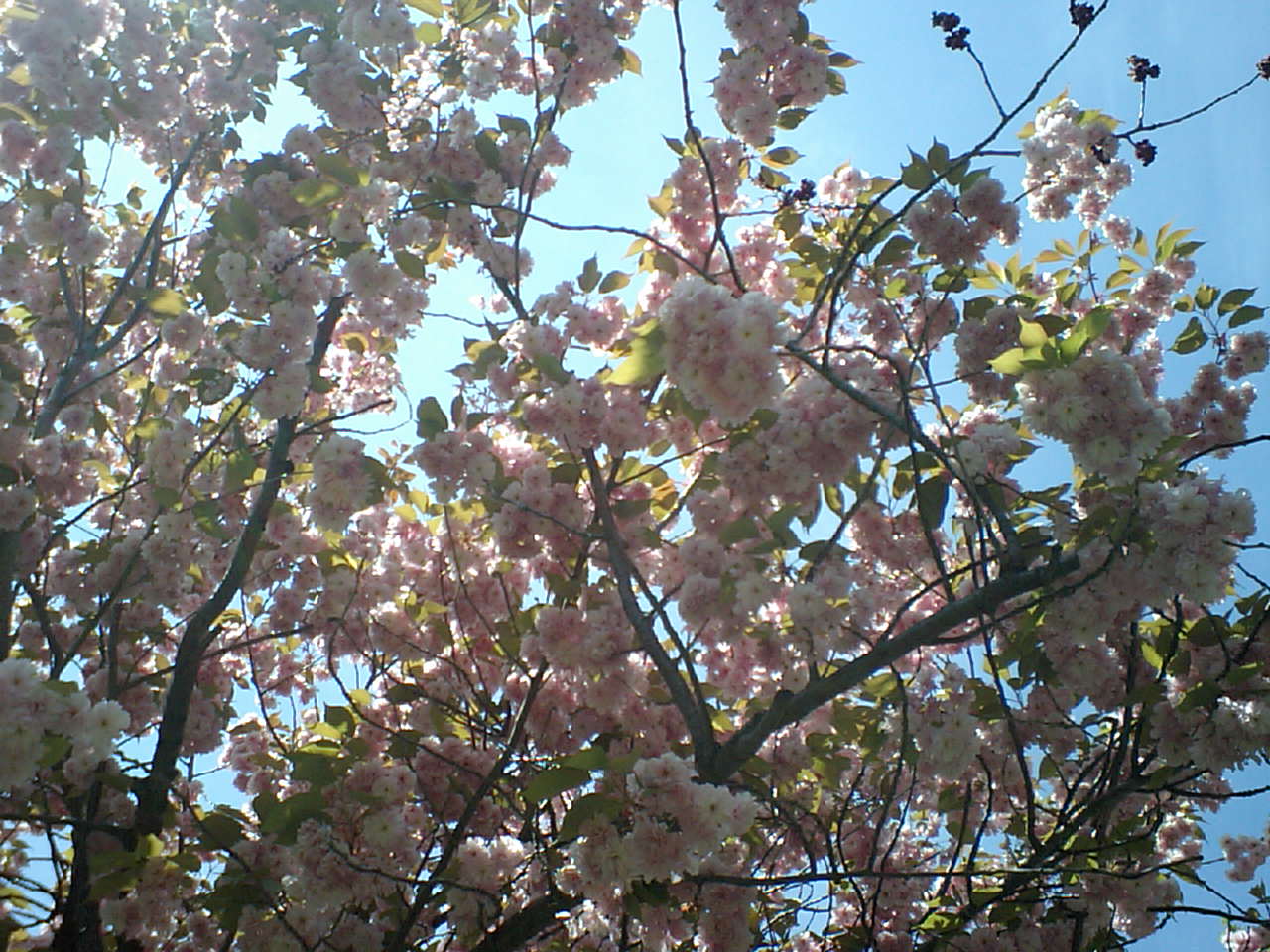d0098665_1715811.jpg