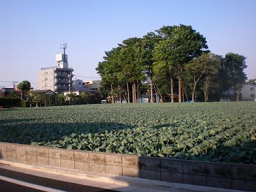 c0172969_412852.jpg