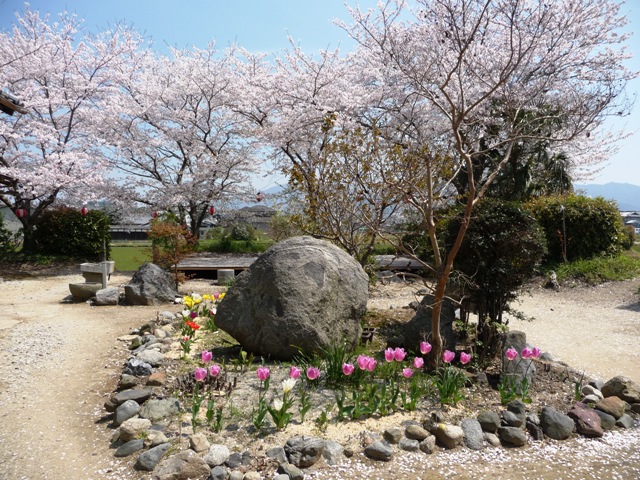 本薬師寺跡の境内の花と桜_d0042474_17275087.jpg