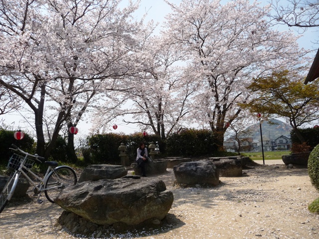 本薬師寺跡の境内の花と桜_d0042474_17281941.jpg