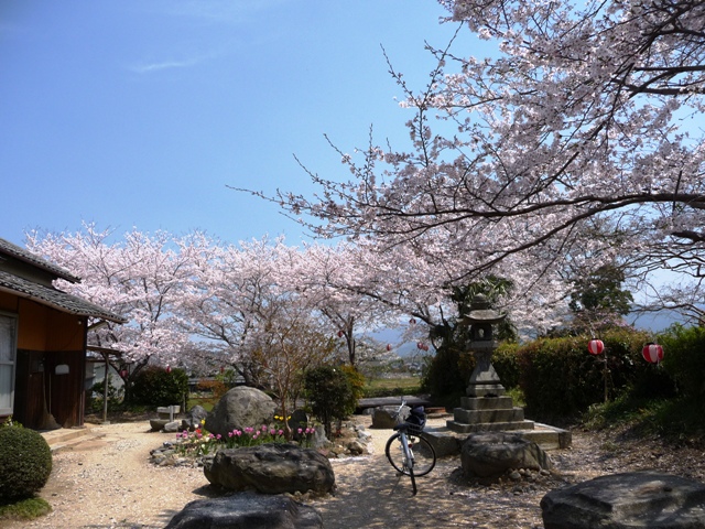 本薬師寺跡の境内の花と桜_d0042474_17285514.jpg