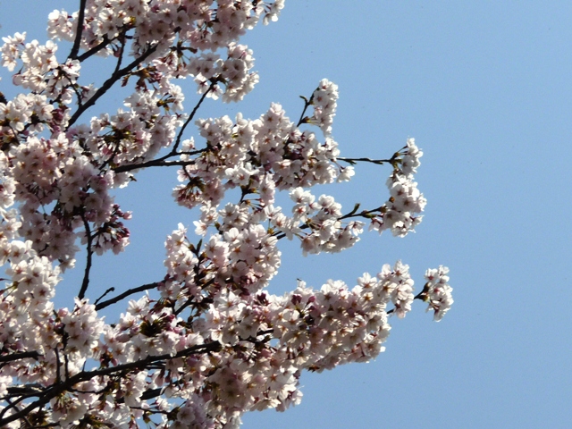 d0042474_1851213.jpg