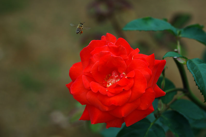 山手洋館の花_e0153076_054019.jpg