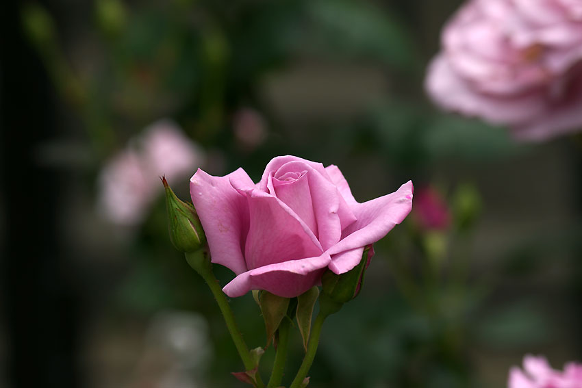 山手洋館の花_e0153076_059083.jpg