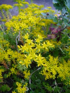e0046477_964622.jpg